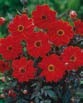 Dahlia BISHOP OF LLANDAFF